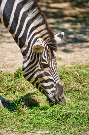 Zebra eats grass in their territoryの写真素材