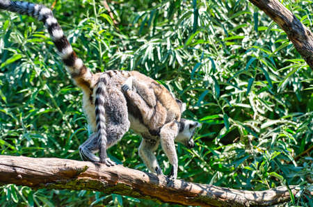 Madagascar Maki family jumping from tree to treeの写真素材