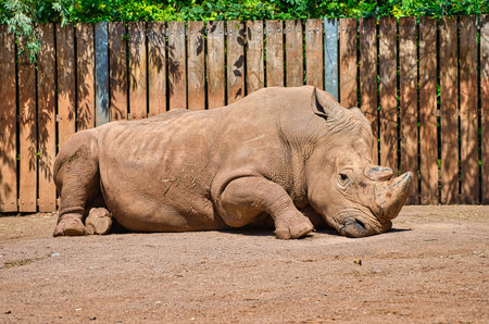 Rhinoceros resting in the sun