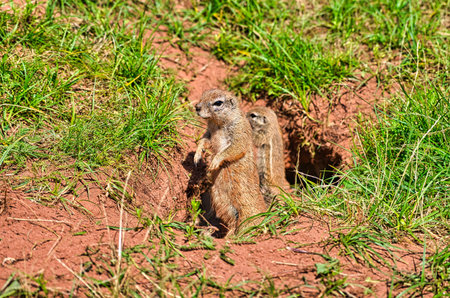 Chipmunk watches his environment with his family