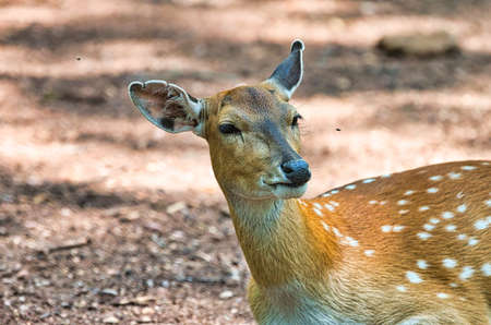 Young deer in the wildの写真素材
