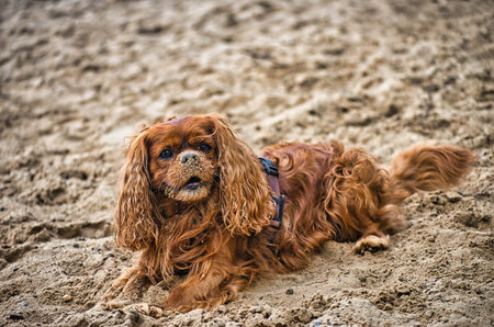 Dog play and romp on the dog beach in Langenhagen near Hannover at the Silbersee