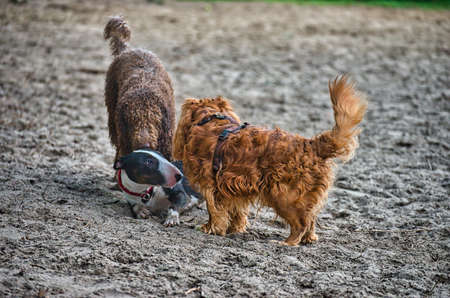 Dog play and romp on the dog beach in Langenhagen near Hannover at the Silberseeの写真素材