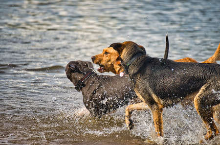 Dog play and romp on the dog beach in Langenhagen near Hannover at the Silberseeの写真素材