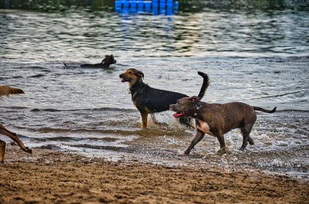 Dog play and romp on the dog beach in Langenhagen near Hannover at the Silbersee