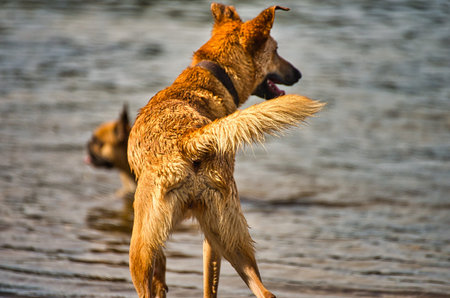 Dog play and romp on the dog beach in Langenhagen near Hannover at the Silberseeの写真素材