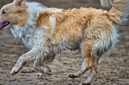 Dog play and romp on the dog beach in Langenhagen near Hannover at the Silberseeの写真素材