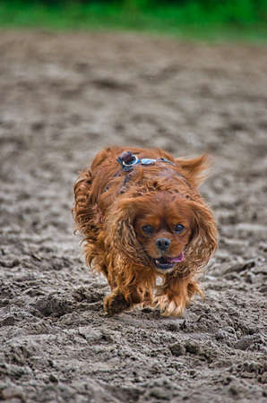 Dog play and romp on the dog beach in Langenhagen near Hannover at the Silberseeの写真素材