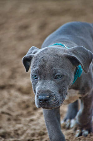 Dog play and romp on the dog beach in Langenhagen near Hannover at the Silberseeの写真素材