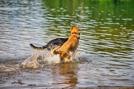 Dog play and romp on the dog beach in Langenhagen near Hannover at the Silberseeの写真素材