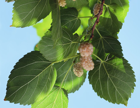 White mulberry, known as Morus alba. The branch with ripe and unripe fruits of white mulberry.の写真素材