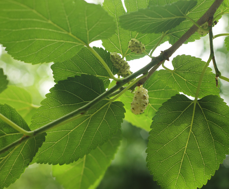 Branch with ripe and unripe fruits of white mulberryの写真素材