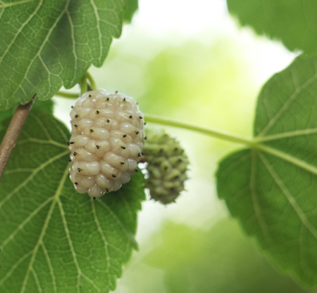 White mulberries, shallow depth of fieldの写真素材