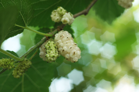 White mulberries, shallow depth of fieldの写真素材