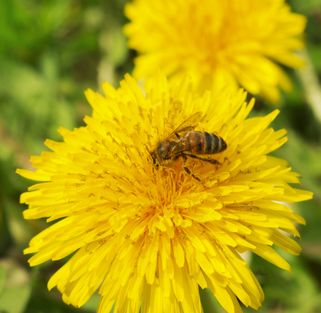 Honey bee extracts nectarの写真素材