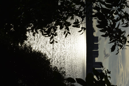 Silhouette of tree and water in the morning, Thailand.