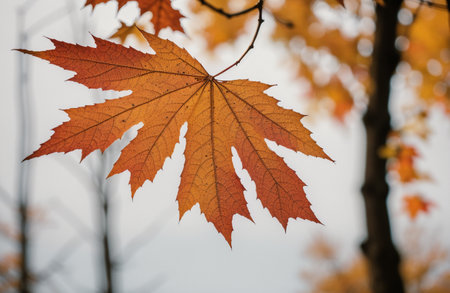 Autumn maple leaves on the tree in the park. Selective focus.の素材