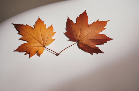 Autumn maple leaves on a white background. Shallow depth of field.の素材