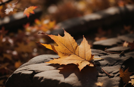 Maple leaf on a stone in autumn forest. Selective focus.の素材