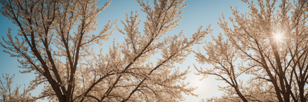 White cherry blossom tree branches against blue sky, panoramic bannerの素材