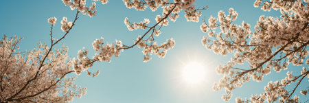 Cherry blossoms in full bloom in spring, panoramic bannerの素材