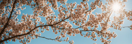 cherry blossom on blue sky background, panoramic imageの素材