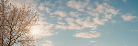 Panoramic image of a tree against a blue sky with cloudsの素材