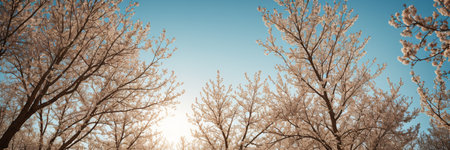 Beautiful winter landscape. Trees in hoarfrost against the blue sky.の素材