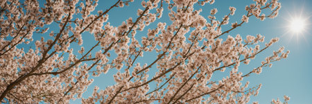 Apricot blossom on blue sky background, panoramic bannerの素材
