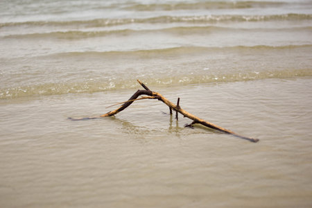 Weathered driftwood lies partially submerged in calm shallow water near shore, highlighting natural coastal textures under a cloudy sky.の写真素材