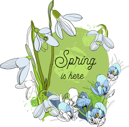Vector illustration of Design banner with spring is here logo. Card for spring season with First spring flowers. Graphic blooming snowdrops, Galanthus nivalis for logo.のイラスト素材