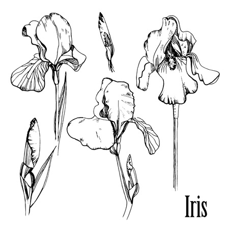 Illustration of hand drawn graphic set of iris. Isolated floral element. Drawing summer flowers.のイラスト素材