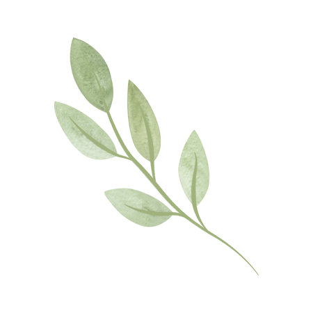 Gently green spring twig with leaves. Clipart. Isolated watercolor illustration on a white background for menu design, herbal tea packaging and cosmetics.の写真素材
