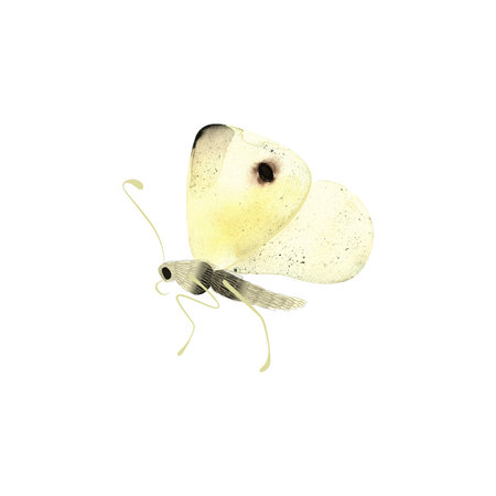 Cabbage White or Pieris Rapae. Isolated watercolor illustration for graphic design. Sticker, part of image. Clipart.の写真素材