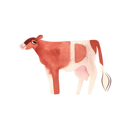 The Ayrshire is a Scottish breed of dairy cattle. Cow. Character for packaging, childrens book and encyclopedia. Isolated watercolor illustration in retro style. Clipart.の写真素材