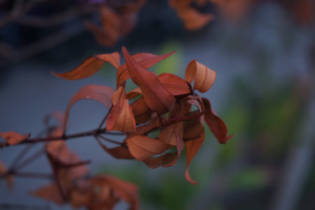 Closeup photo of autumn plant