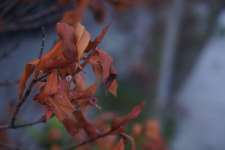 Autumn plant with blurred background