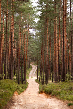 hidden path leading to the deep forest
