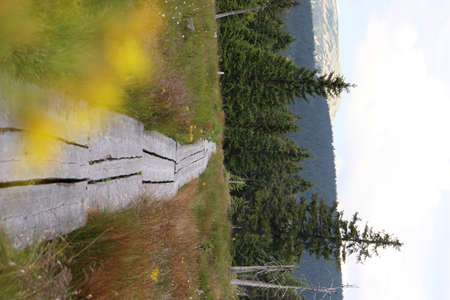 mountain nature forest lookの写真素材