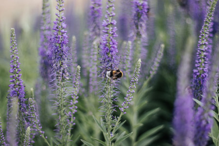 A bumblebee collecting pollen on a purple flower summer outdoors macro