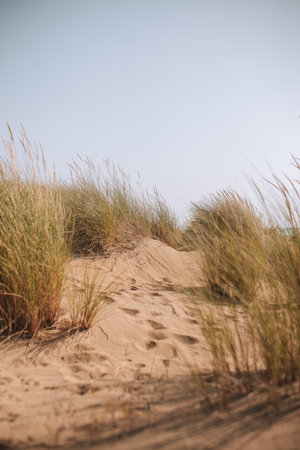 Sand dunes on the Baltic Seaの写真素材
