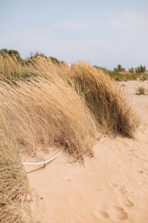 Dunes on the Baltic Sea coast in Klaipeda, Lithuaniaの写真素材