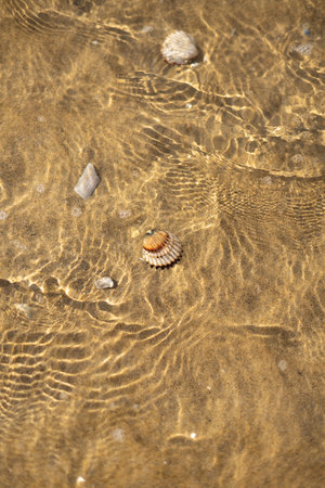 seashells on the sand in the sea, closeup of photo