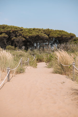 Path to the beach with sand dunes and pine trees in the backgroundの写真素材