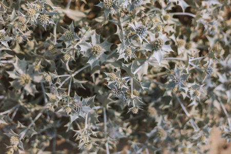 Close up of Eryngium maritimum plant in bloomの写真素材