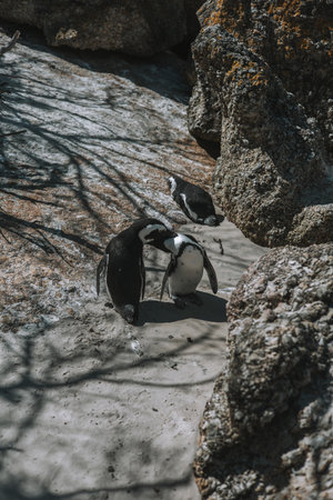 African penguins (Spheniscus demersus) at Boulders Beach, Cape Town, South Africaの写真素材