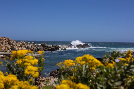 Rocky coast of the Atlantic ocean with yellow wildflowers and blue skyの写真素材