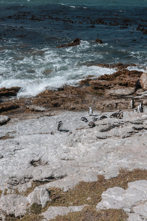 Rocky coast of the Atlantic Ocean in South Africa in a beautiful summer dayの写真素材