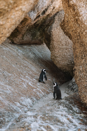 African penguins (Spheniscus demersus) on the Boulders Beach, Cape Town, South Africaの写真素材