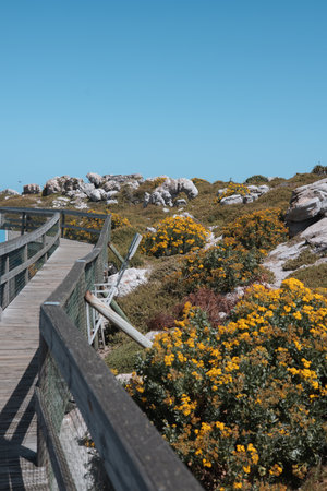 Wooden walkway leading to the sea with flowers in the foregroundの写真素材
